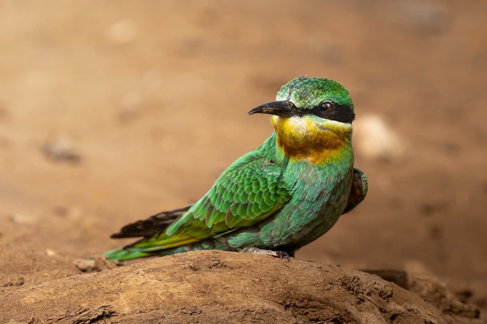 A little bee-eater perched on a mound, Senegal