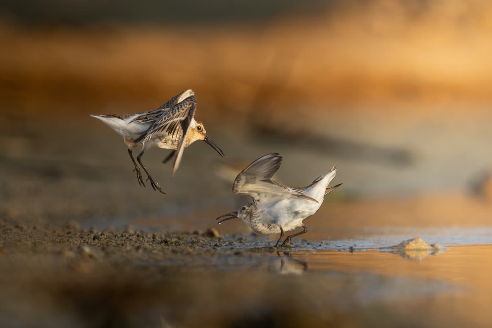 Two dunlins on a shoreline at golden hour
