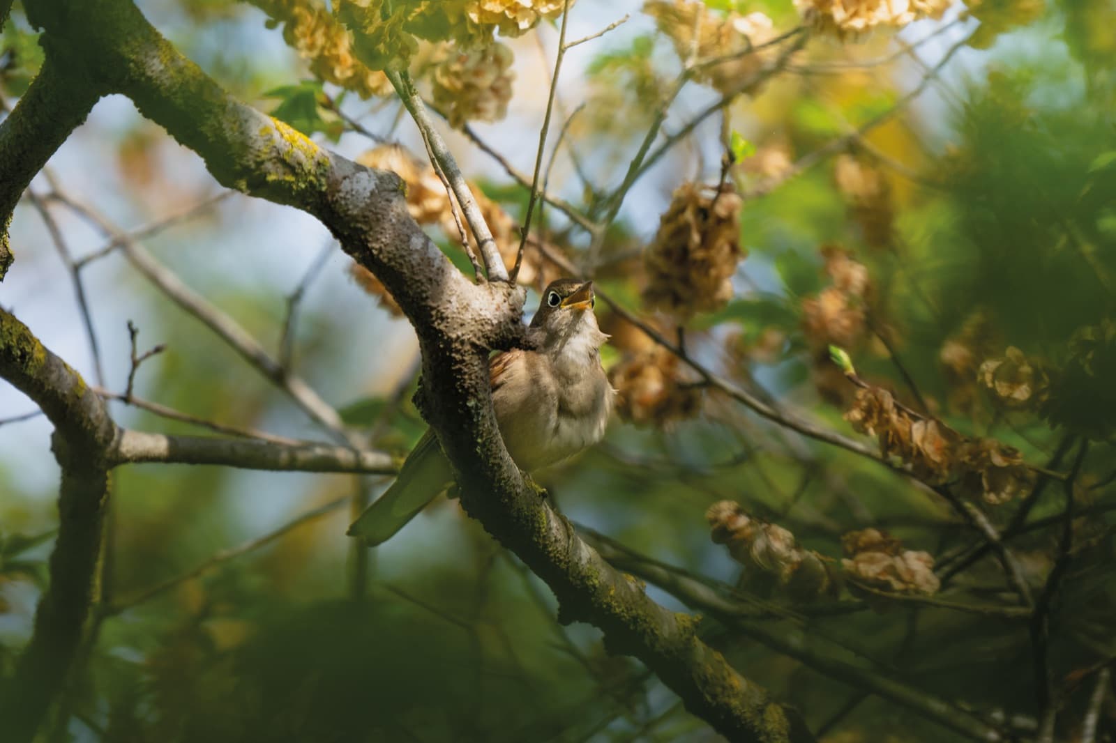 A nightingale perched among branches
