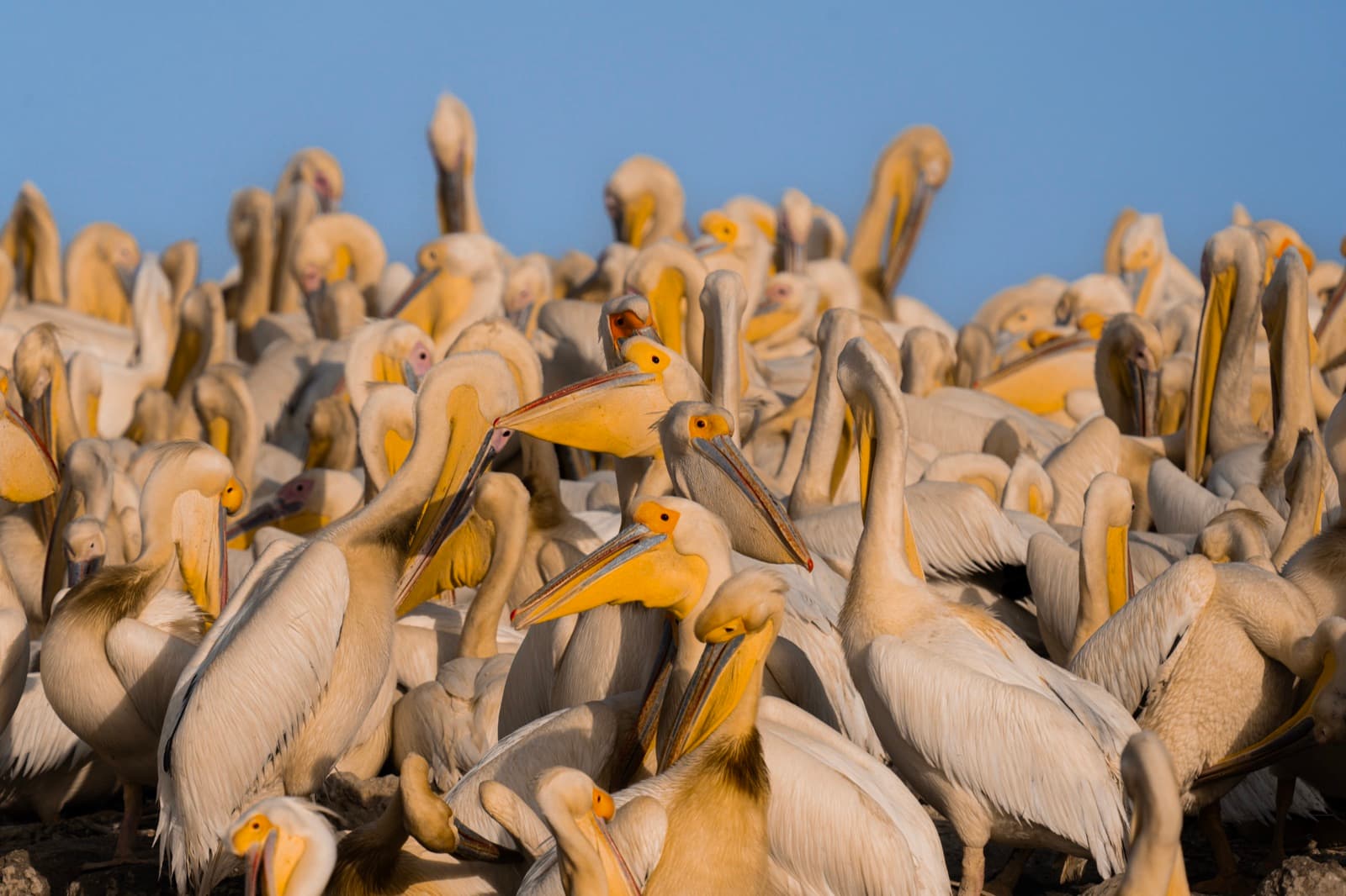 A crowded colony of great white pelicans, Senegal