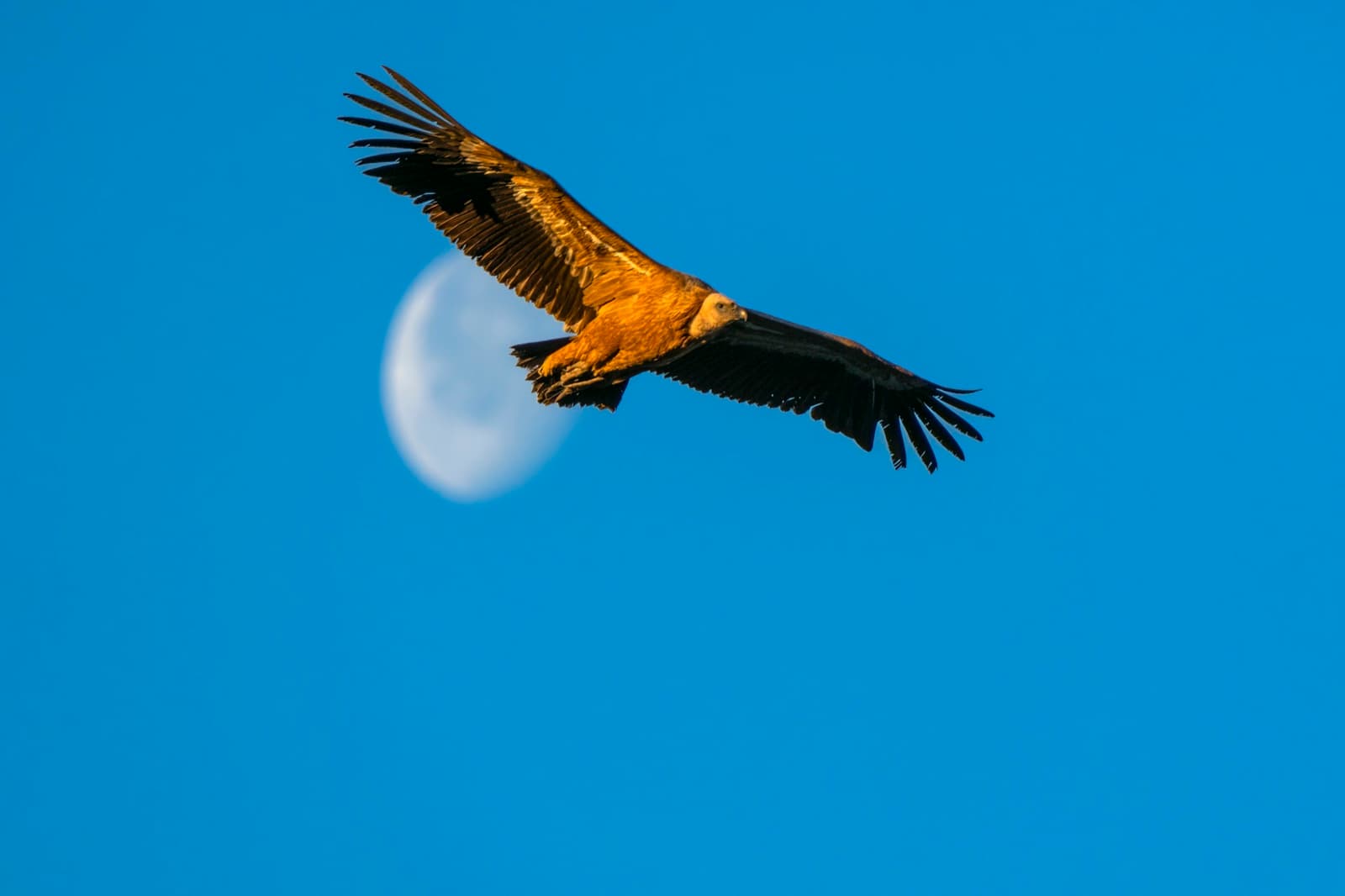 A griffon vulture gliding past the moon, Monfragüe