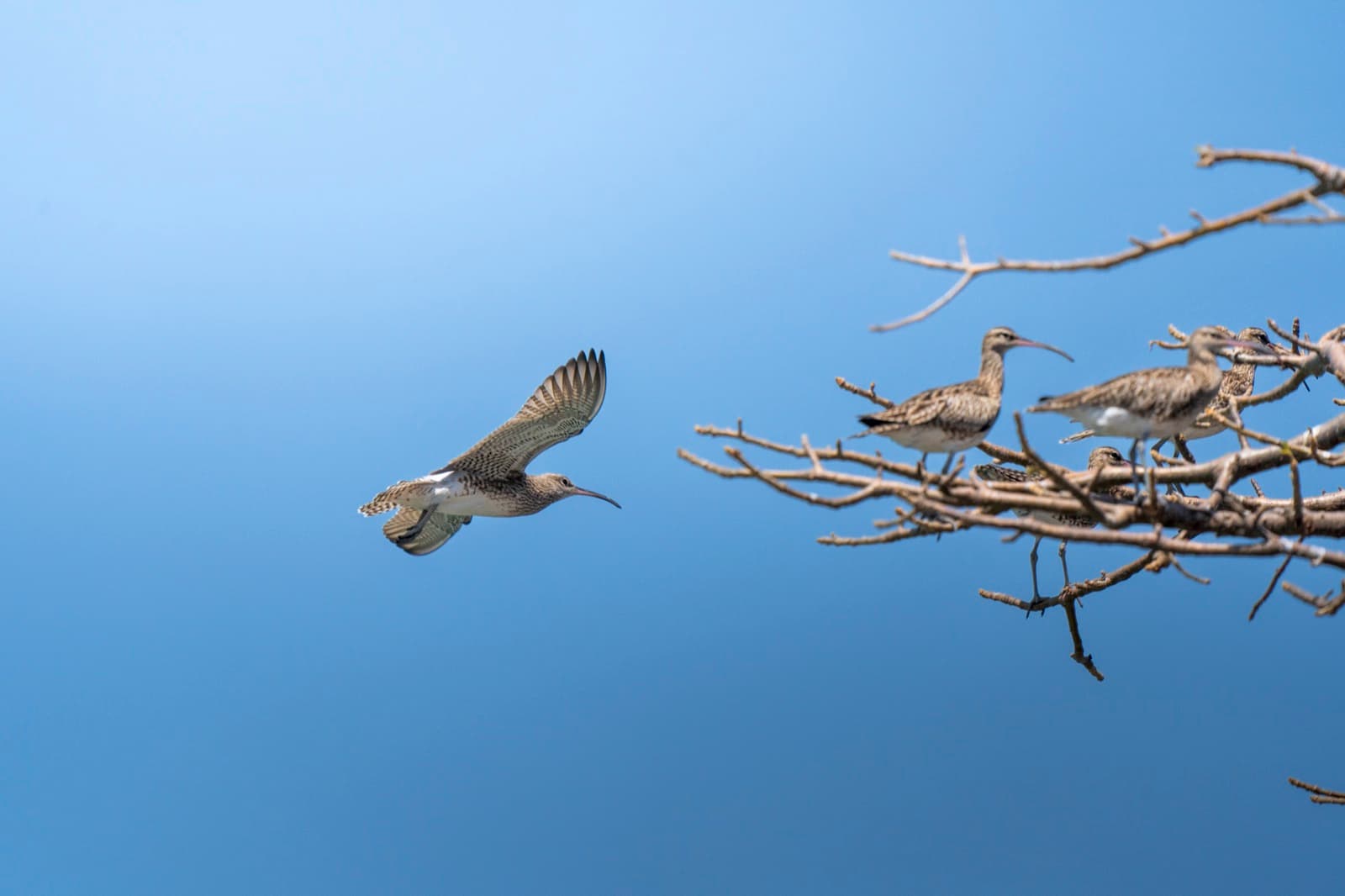 Whimbrels flying to a bare tree against blue sky, Guinea-Bissau