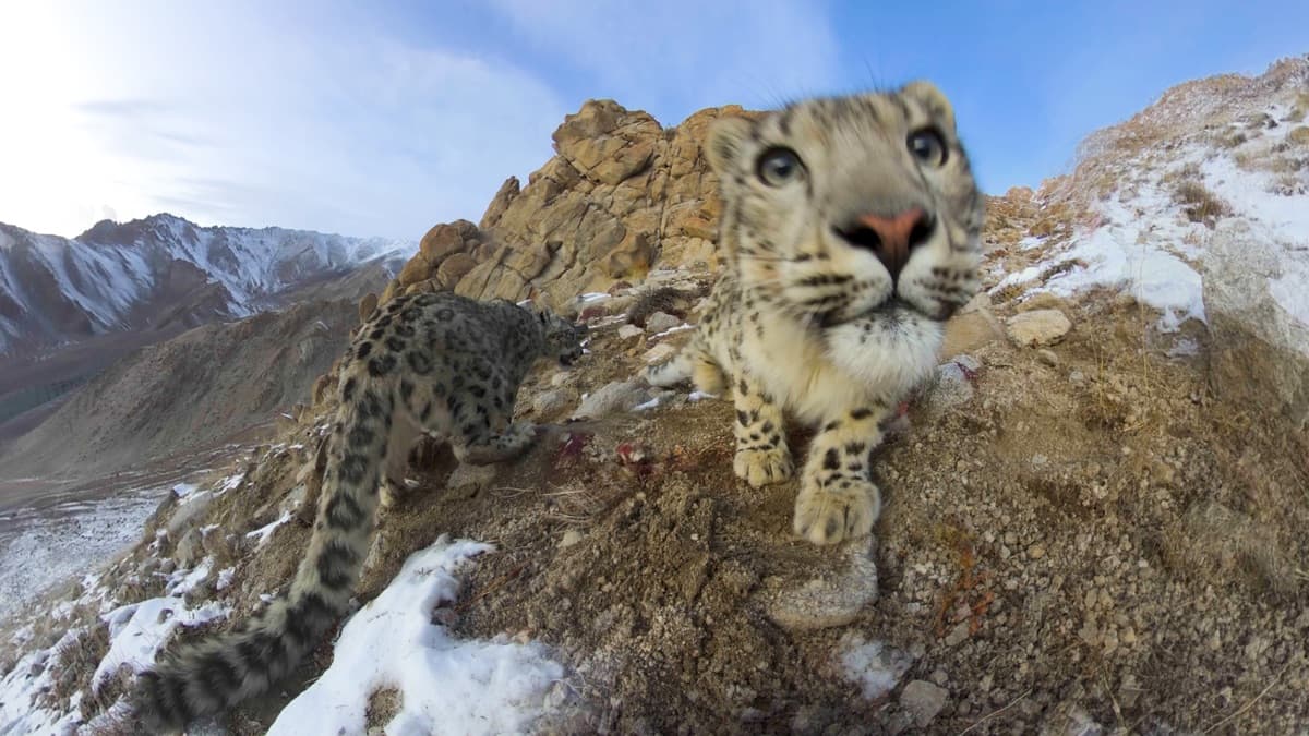 A snow leopard looking into the camera on a Himalayan ridge, from Into The Himalayas