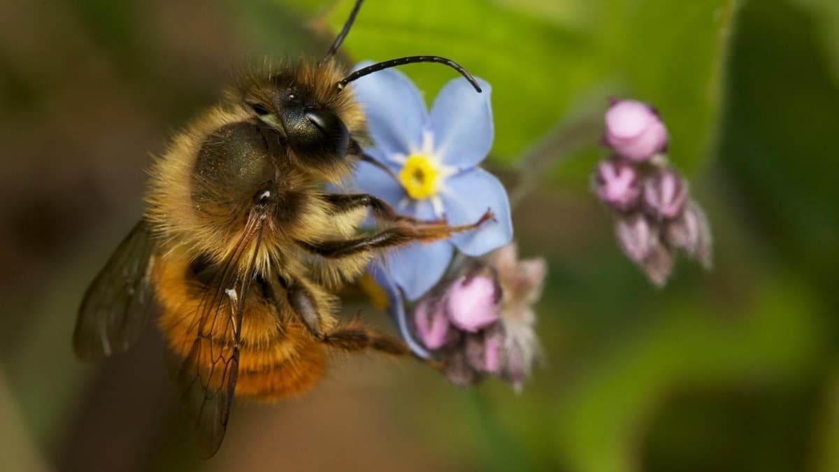 A bee on a forget-me-not flower, from My Garden of a Thousand Bees